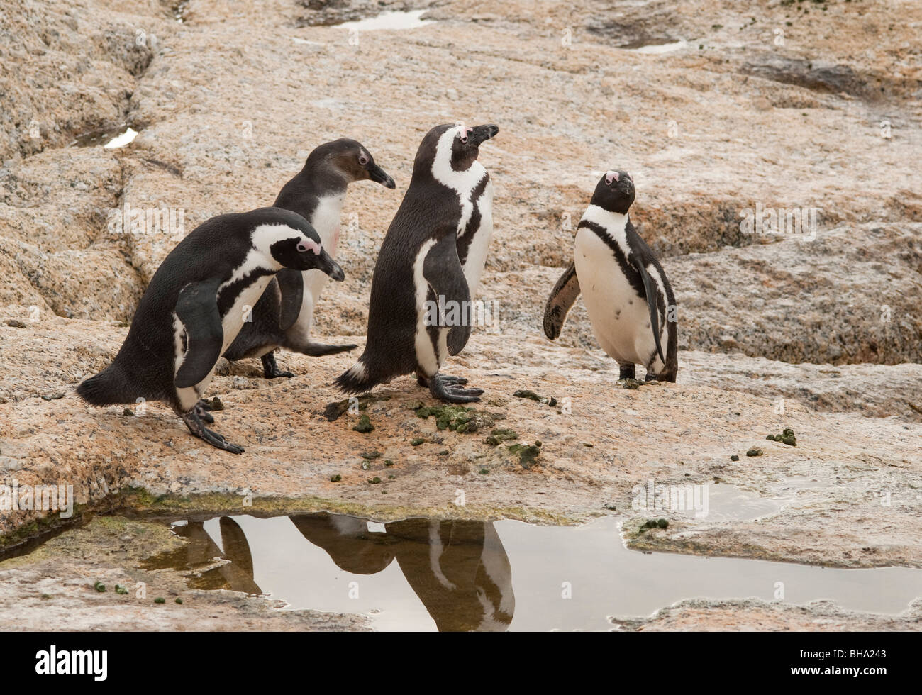 I Penguins africani fanno la loro strada lungo la spiaggia del mare. Foto Stock