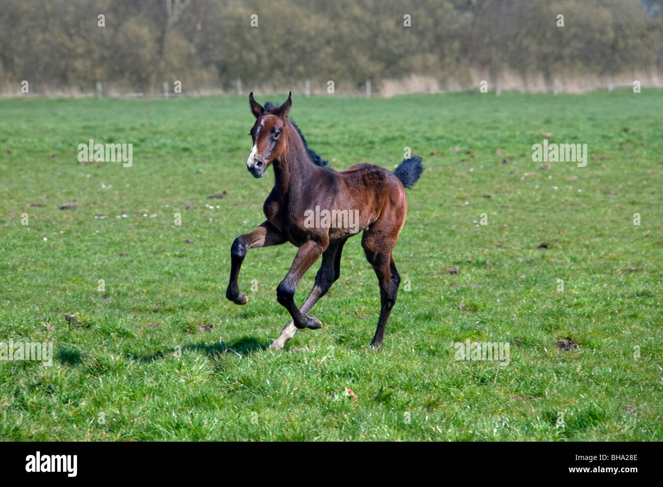 Holsteiner cavallo (Equus caballus) puledro in esecuzione in campo, Germania Foto Stock