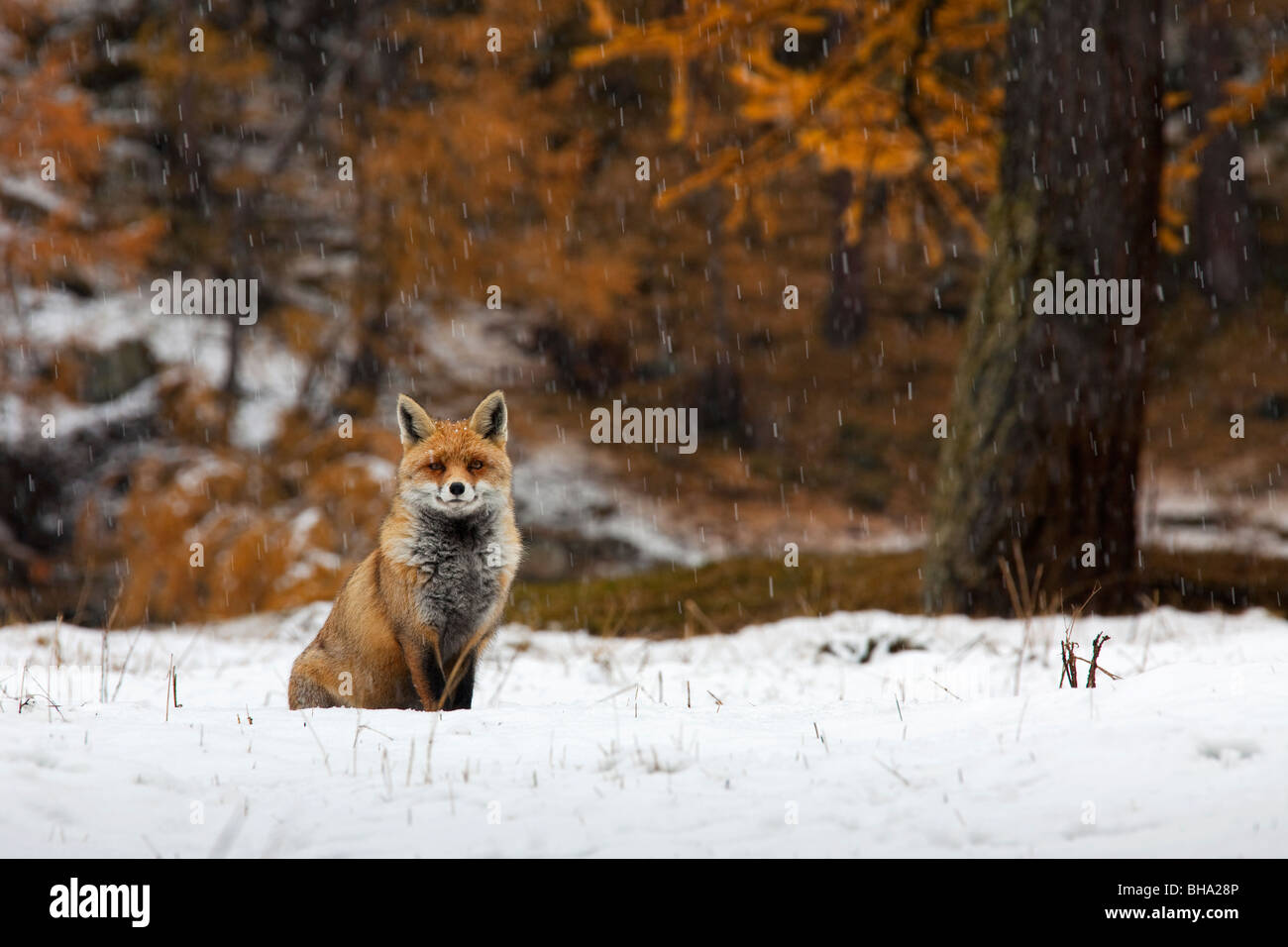 Red Fox (Vulpes vulpes vulpes) nel bosco in autunno nella neve Foto Stock