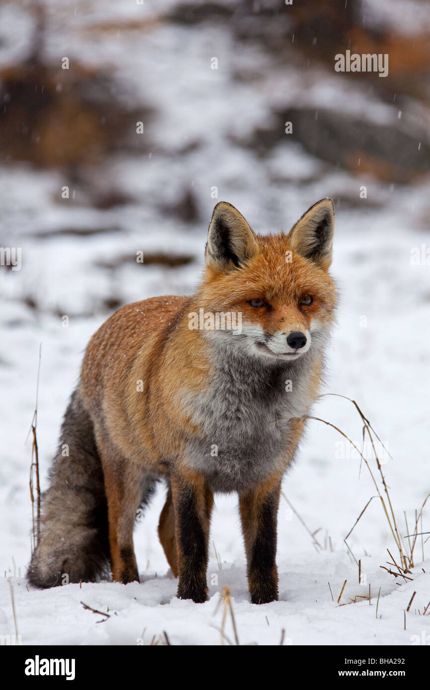 Red Fox (Vulpes vulpes vulpes) in spessore cappotto invernale caccia nella neve Foto Stock