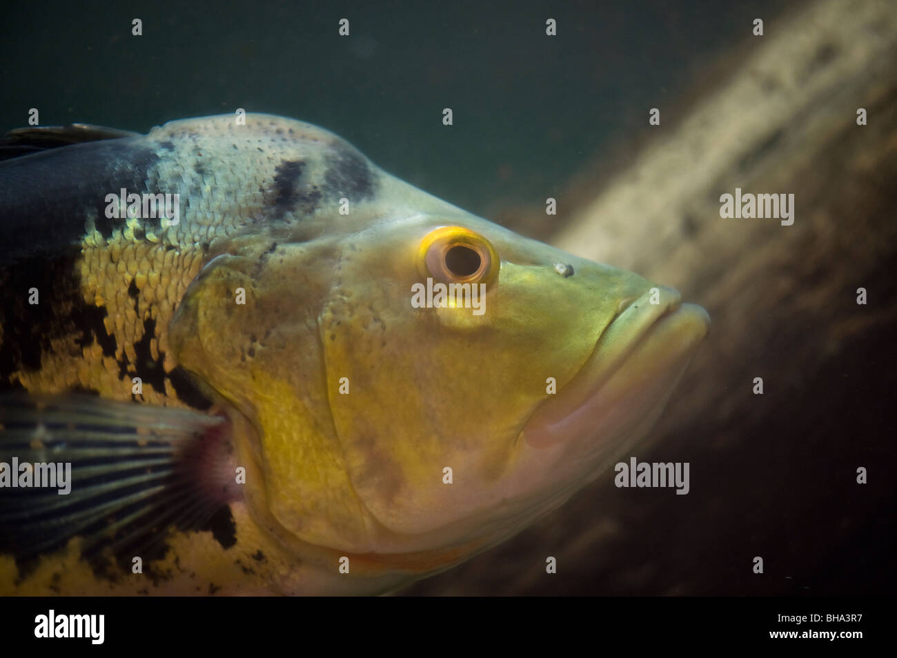 Pavone basso Foto Stock