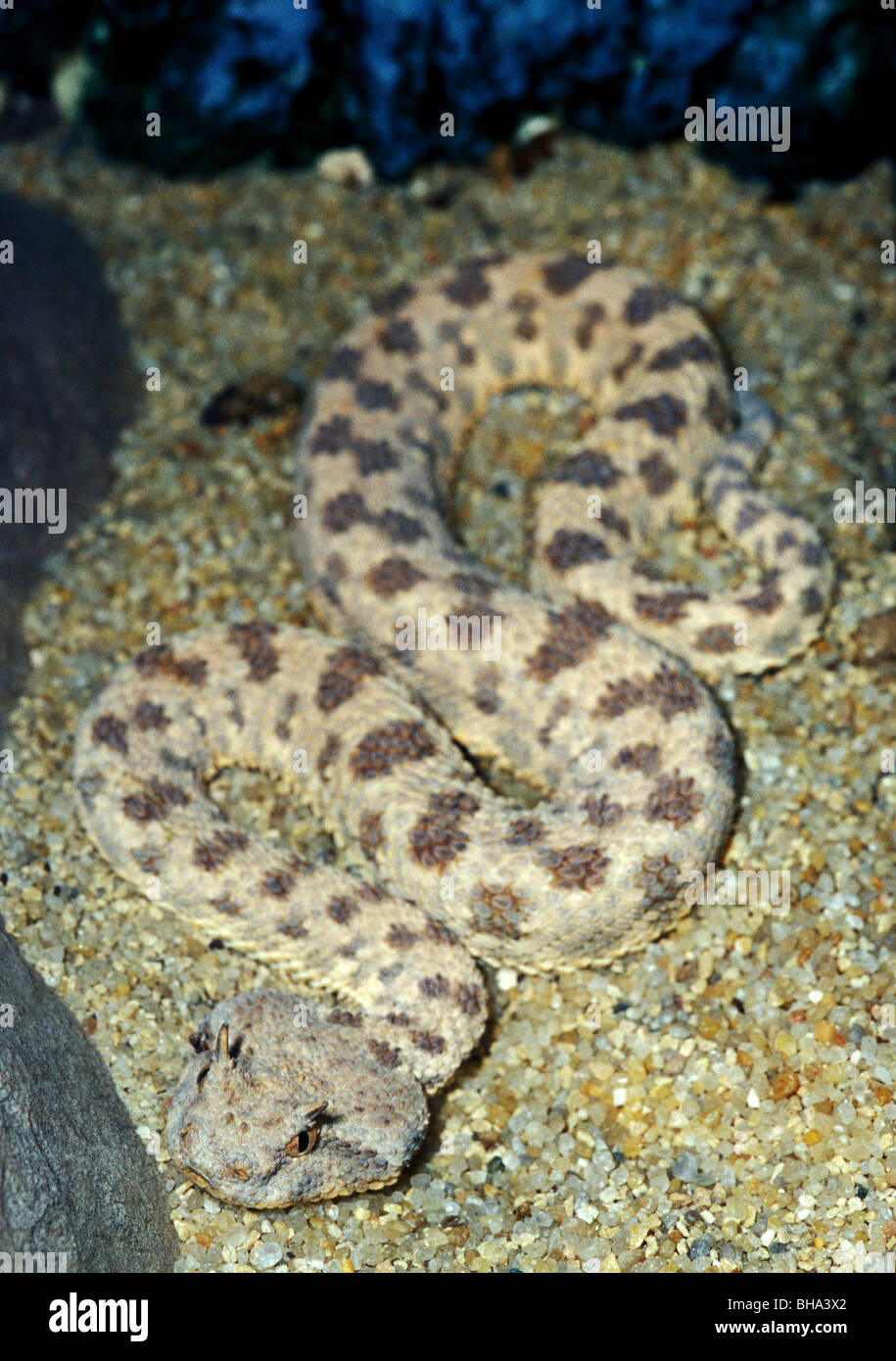 Saharan vipera cornuta Cerastes cerastes, dai Viperidi, Egitto, Africa Foto Stock