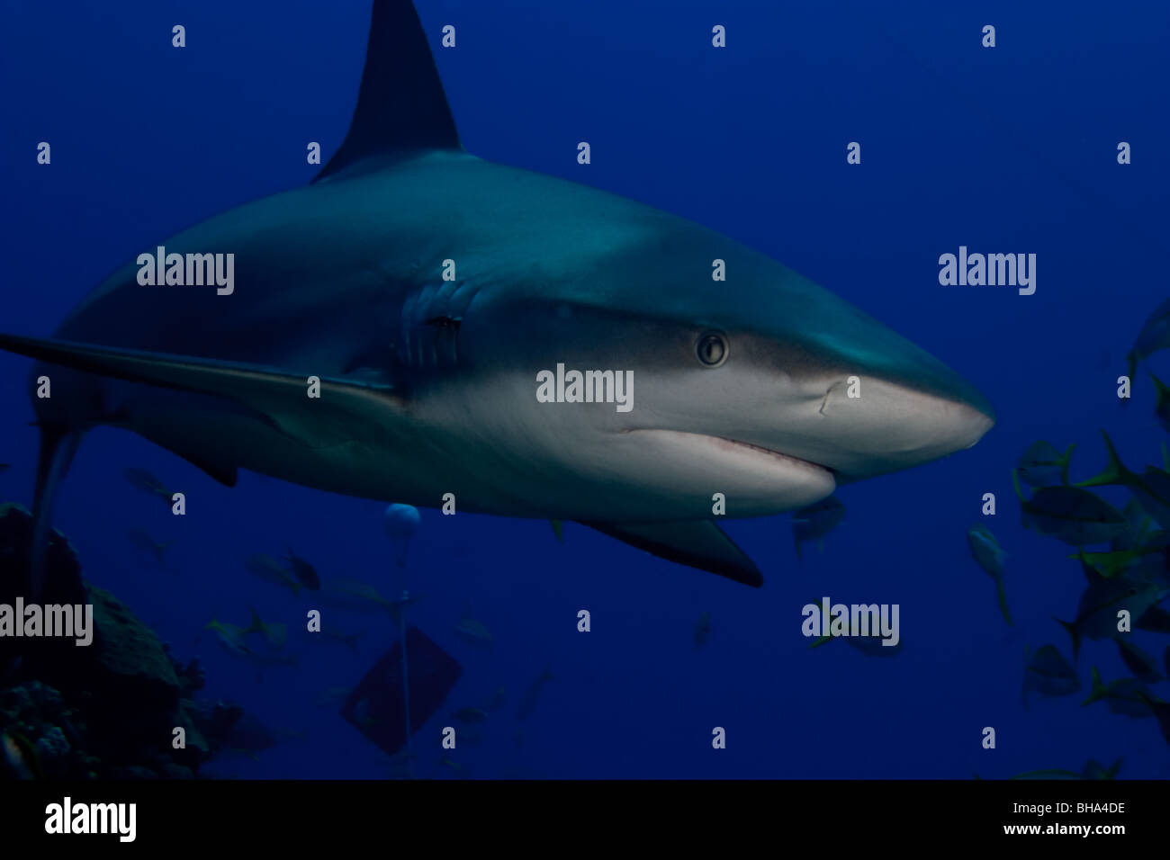 Caribbean Reef Shark - Carcharhinus perezi Foto Stock