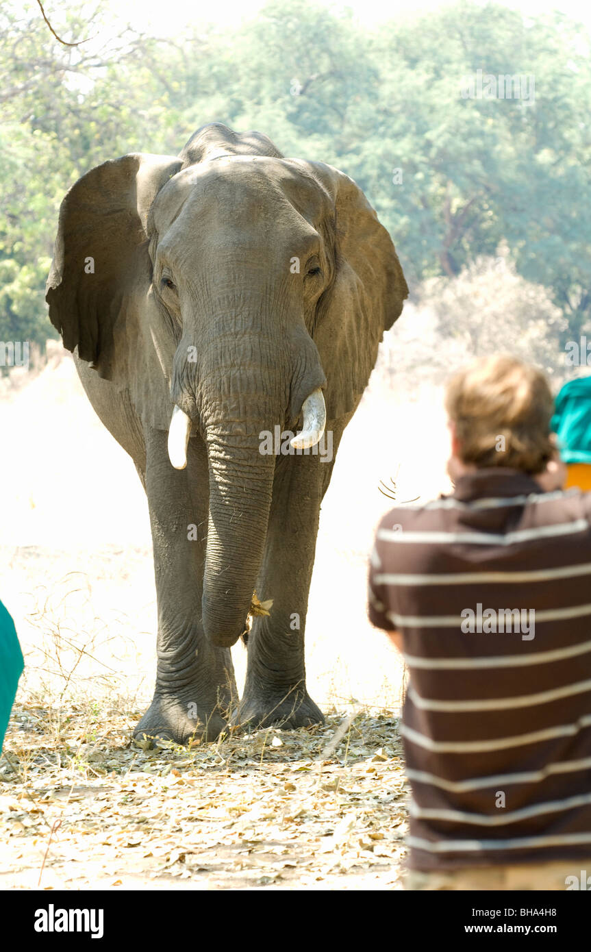 Turisti e per conoscere più da vicino la persona con un grande bull dell' elefante africano nello Zimbabwe il Parco Nazionale di Mana Pools. Foto Stock