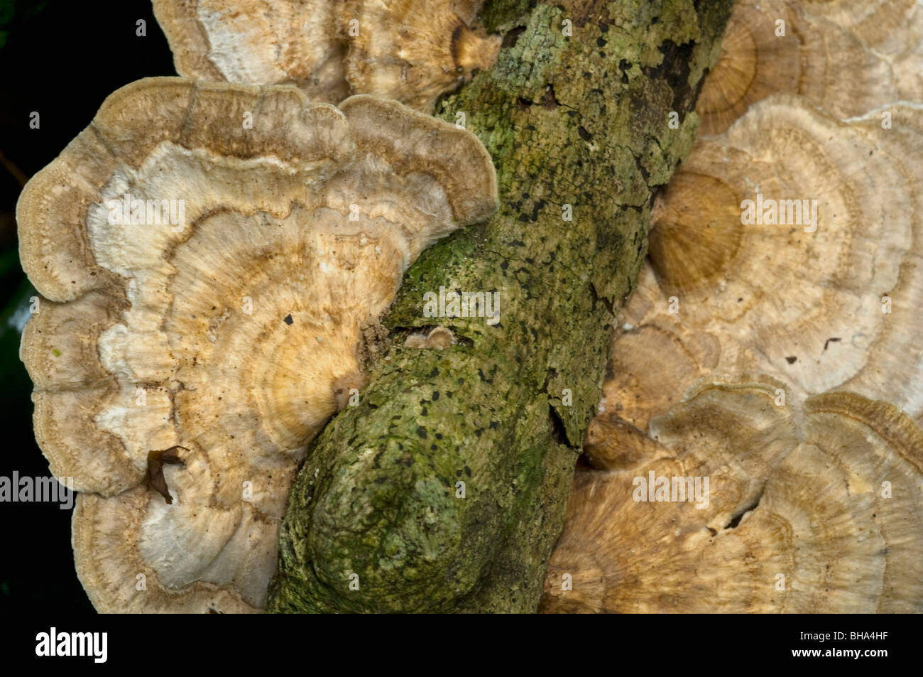 Staffa per mensola funghi funghi Basidiomycota phylum di corpi fruttiferi a staffa sagomata ripiano Chiudi gruppo trovato su alberi f tropicali Foto Stock