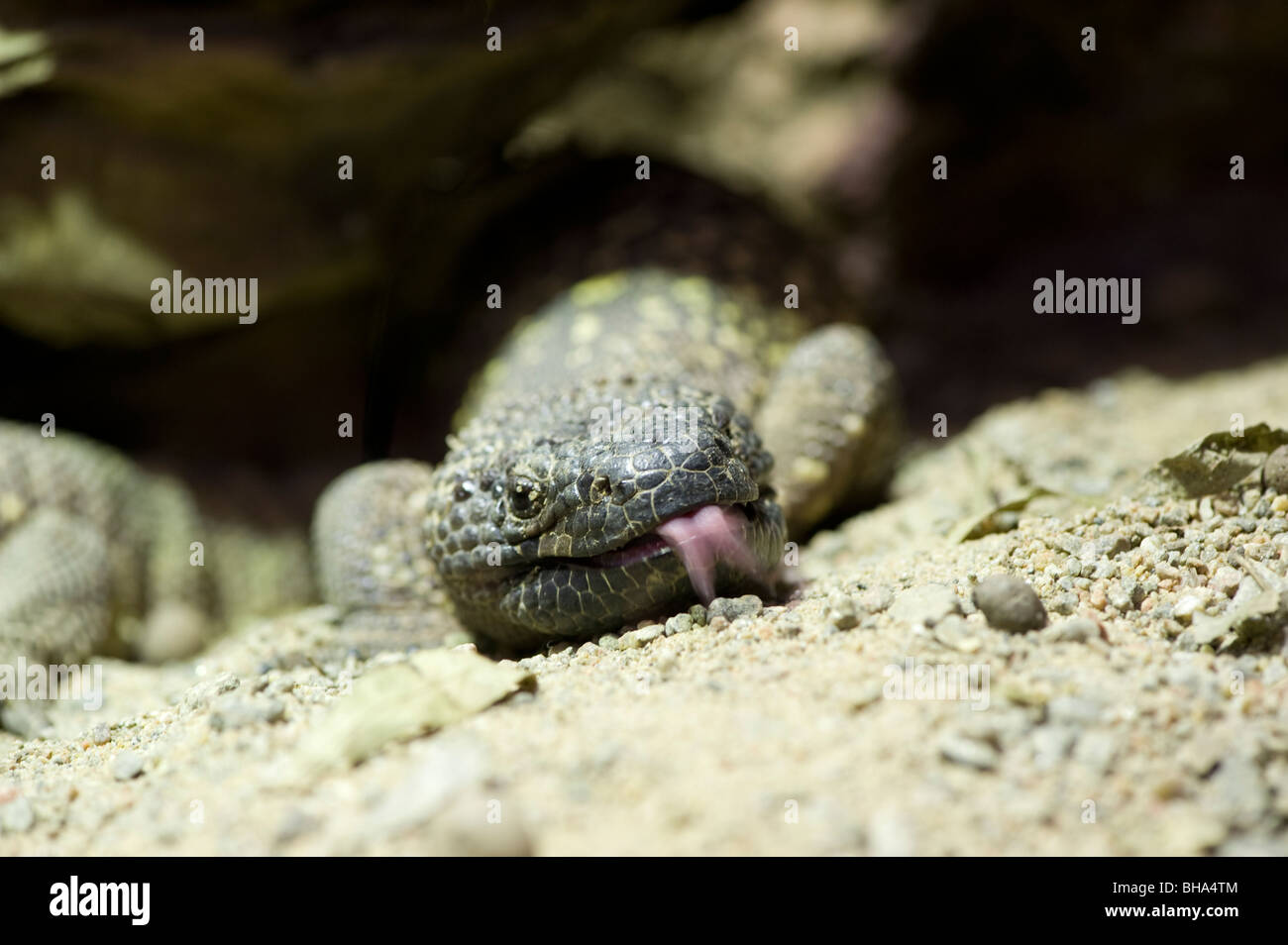 Bordato lizard (Heloderma horridum) Foto Stock