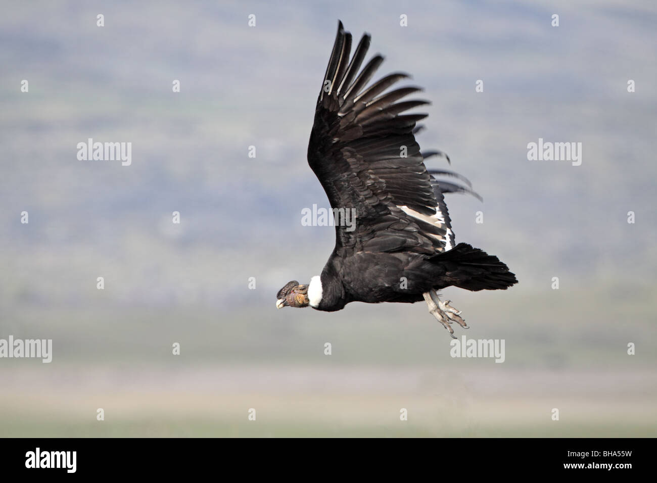 Condor andino, Vultur gryphus battenti nei pressi di El Calafate Foto Stock