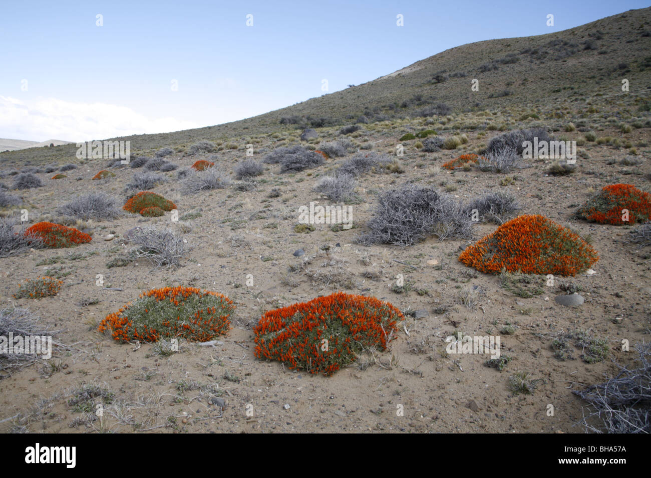 Scarlet Gorse o lingua di fuoco Bush, anarthrophyllum desideratum nei pressi di El Calafate Foto Stock