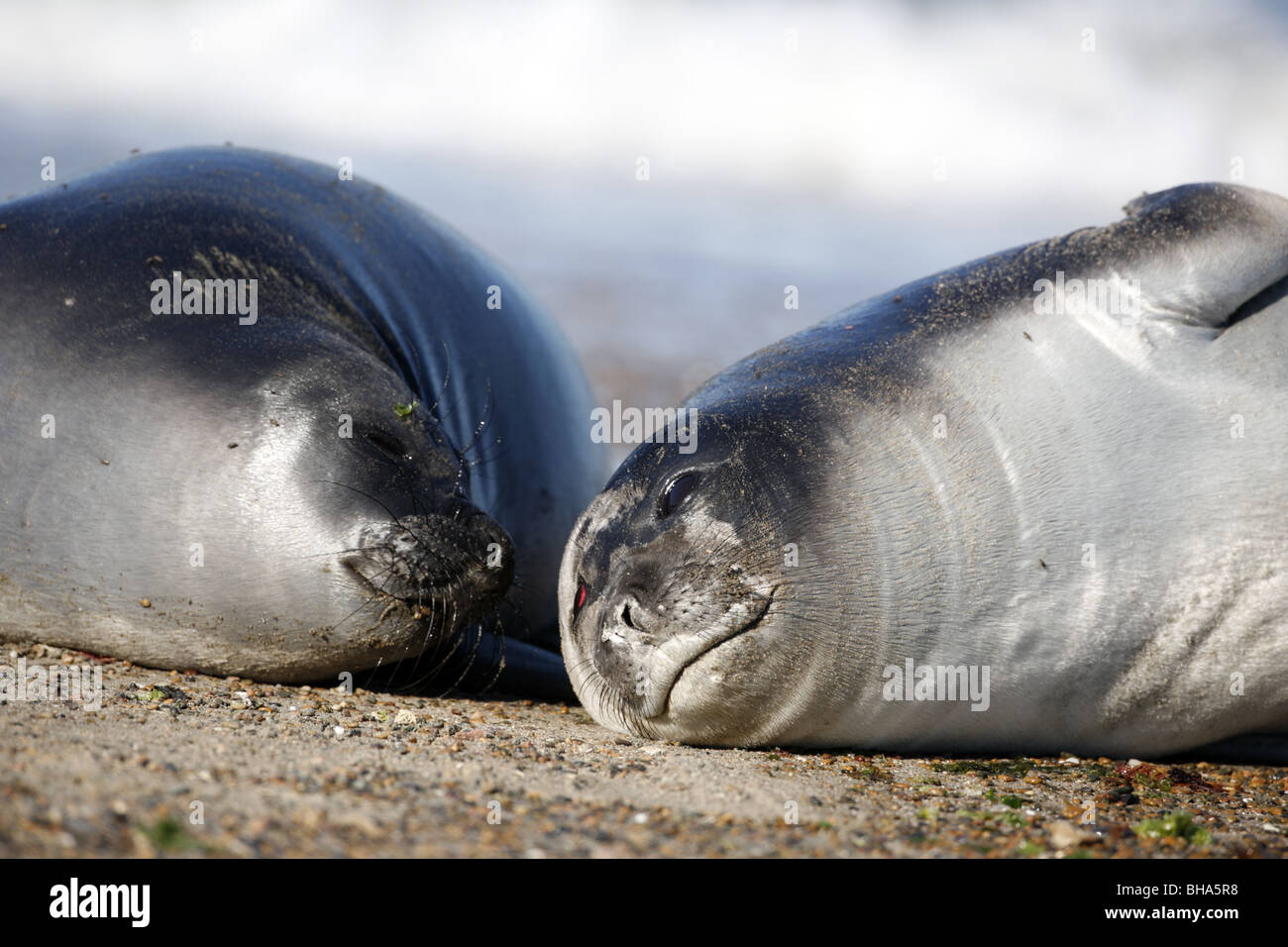 Elefante marino del sud, Mirounga leonina, due femmine a Penisola Valdes Foto Stock
