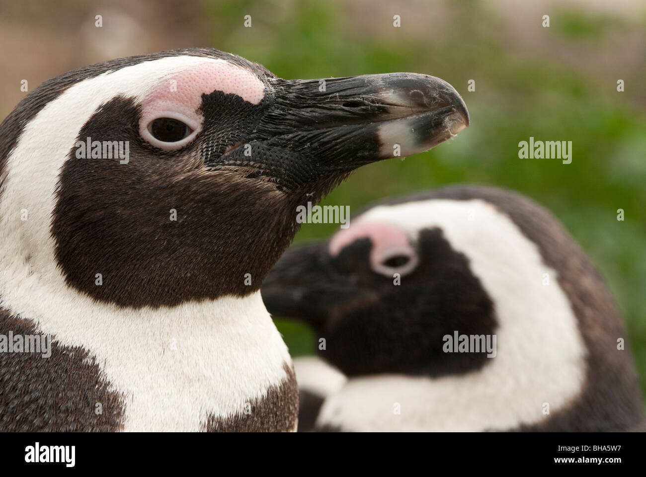 In prossimità dei due pinguini africani Foto Stock