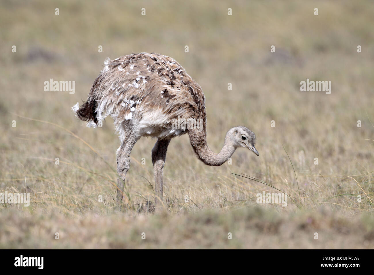 Minore (Darwin's) Rhea, Pterocnemia pennata sulla Penisola di Valdes Foto Stock