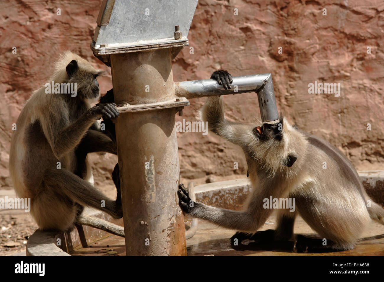 Scimmia o il languore di bere la pompa a mano acqua, Ranthambore India. Foto Stock