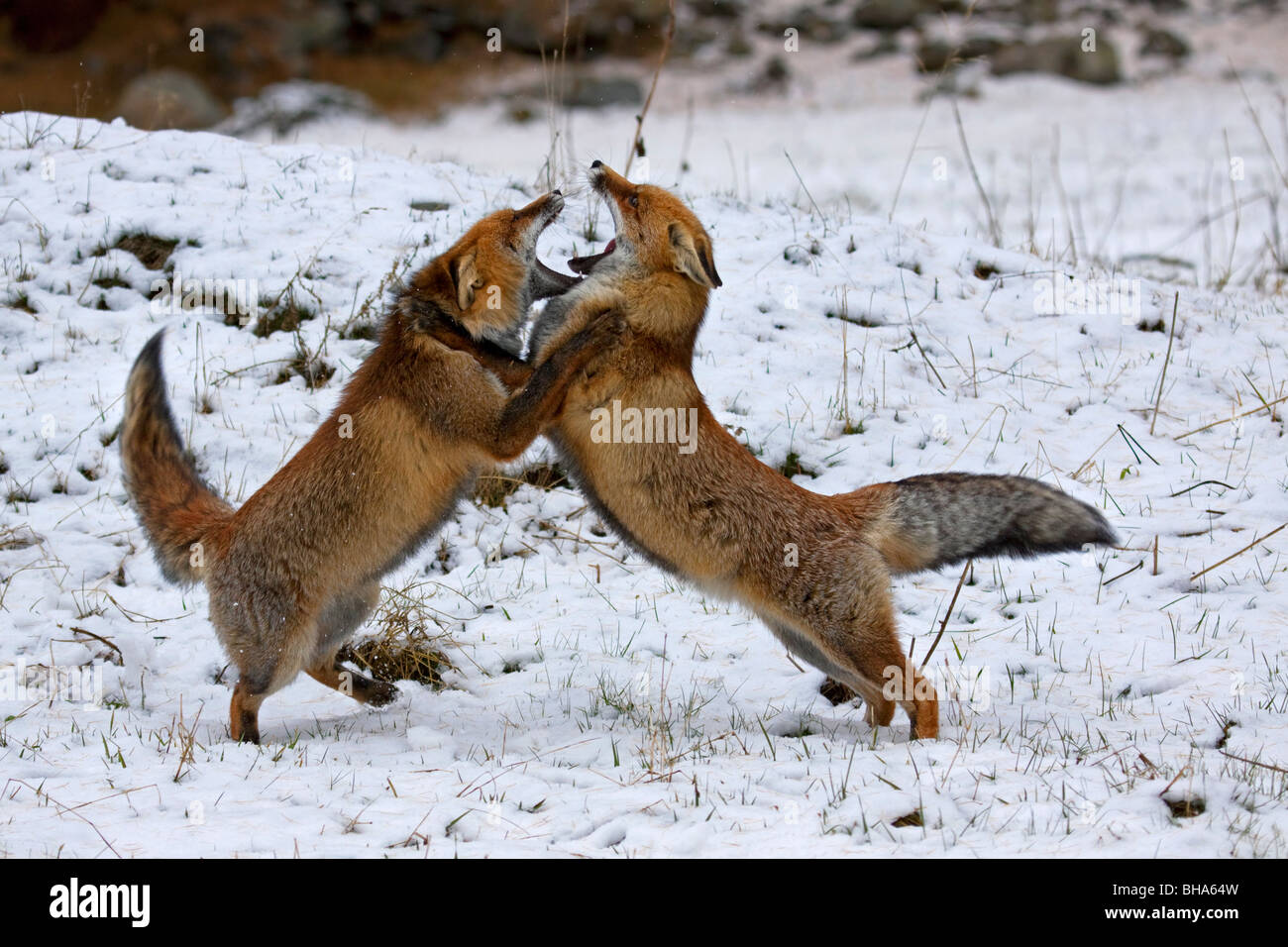 Due volpi rosse (Vulpes vulpes vulpes) e la lotta contro la neve in inverno Foto Stock