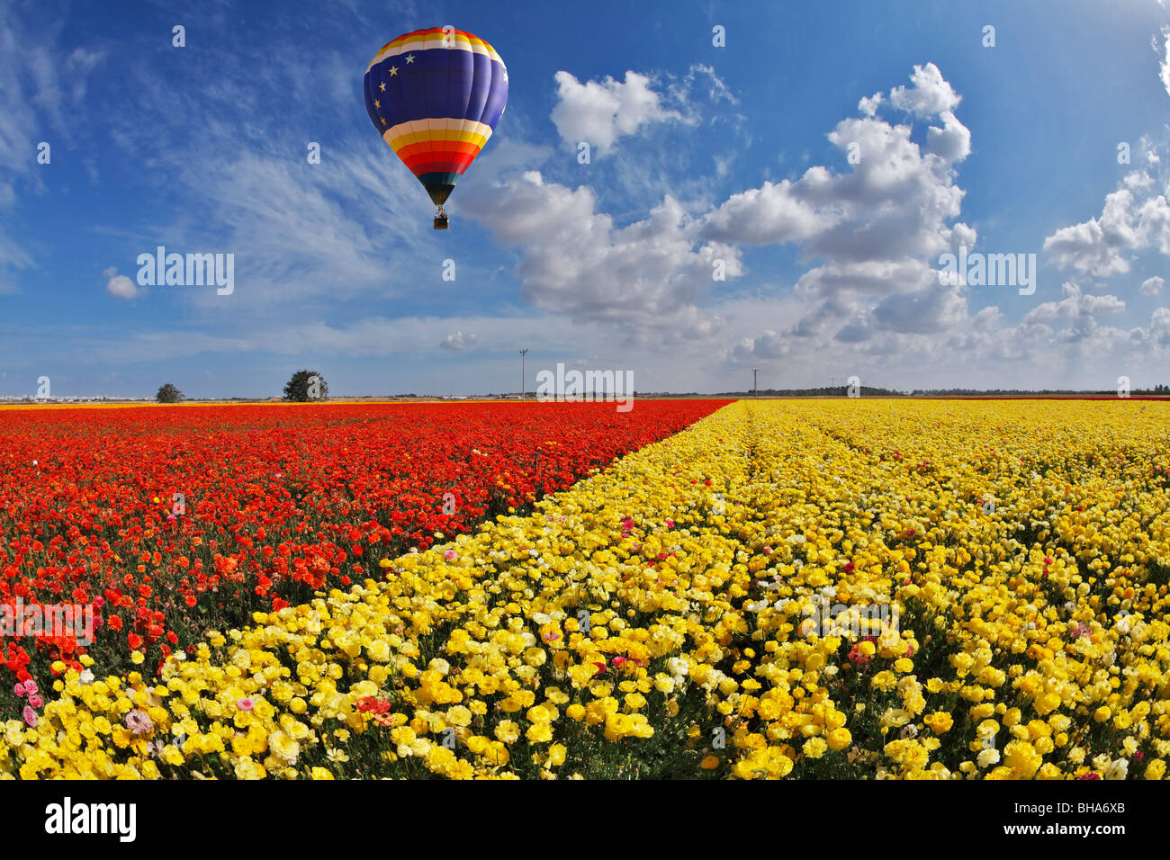 Il pittoresco multi-colore di palloncino vola al di sopra di un campo di fiori renoncules Foto Stock