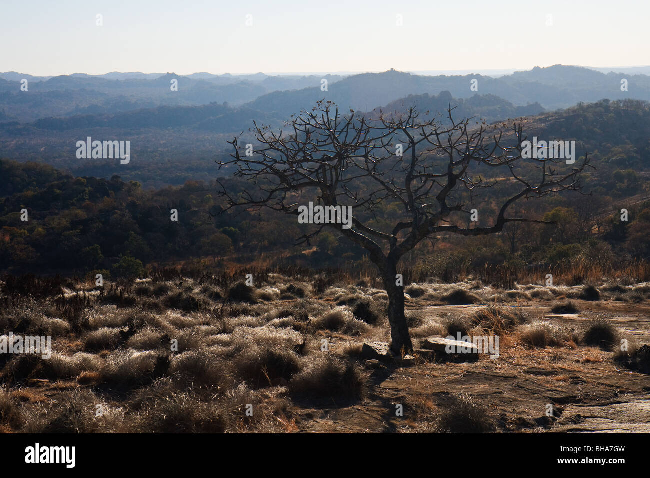 Africa Baobab Bulawayo montagna Matobo Zimbabwe Foto Stock