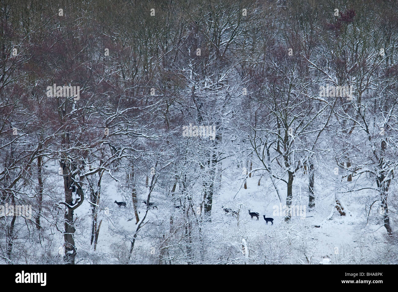 Daini passeggia in un bosco di faggi in inverno la neve Foto Stock