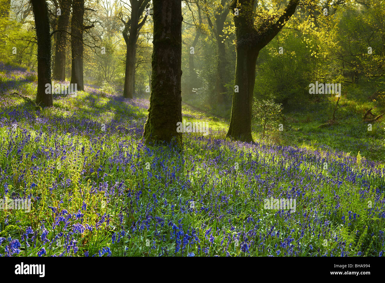 Bluebells nei boschi a Batcombe, Dorset, Inghilterra, Regno Unito Foto Stock