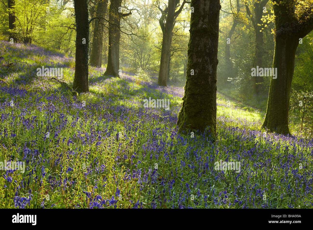 Bluebell boschi a Batcombe, Dorset, England, Regno Unito Foto Stock