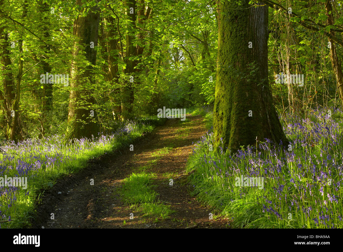 Una via attraverso il bluebells nei boschi a Batcombe all'alba, Dorset, England, Regno Unito Foto Stock