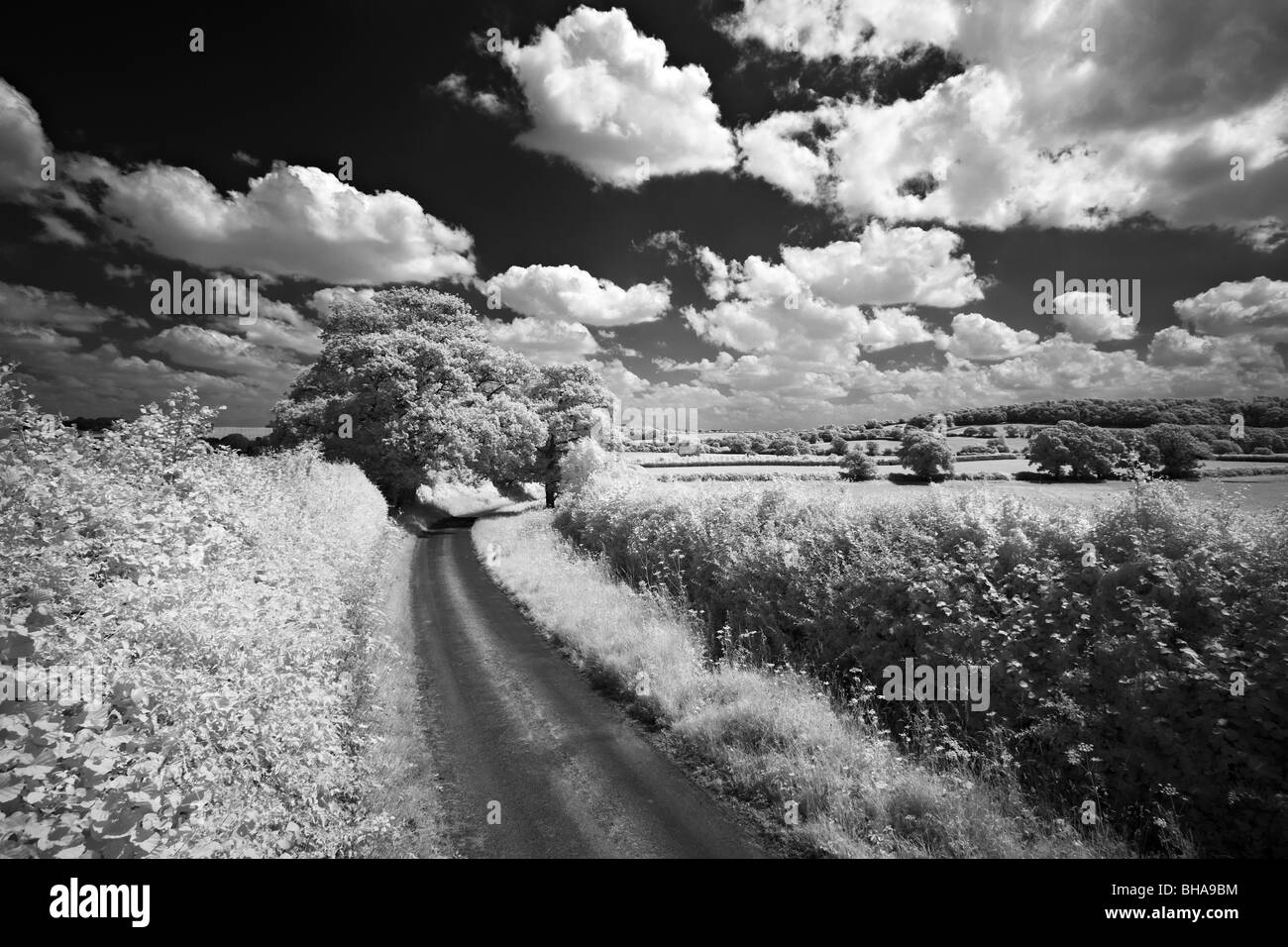 Un paese lane, nr fino Cerne, Dorset, England, Regno Unito Foto Stock