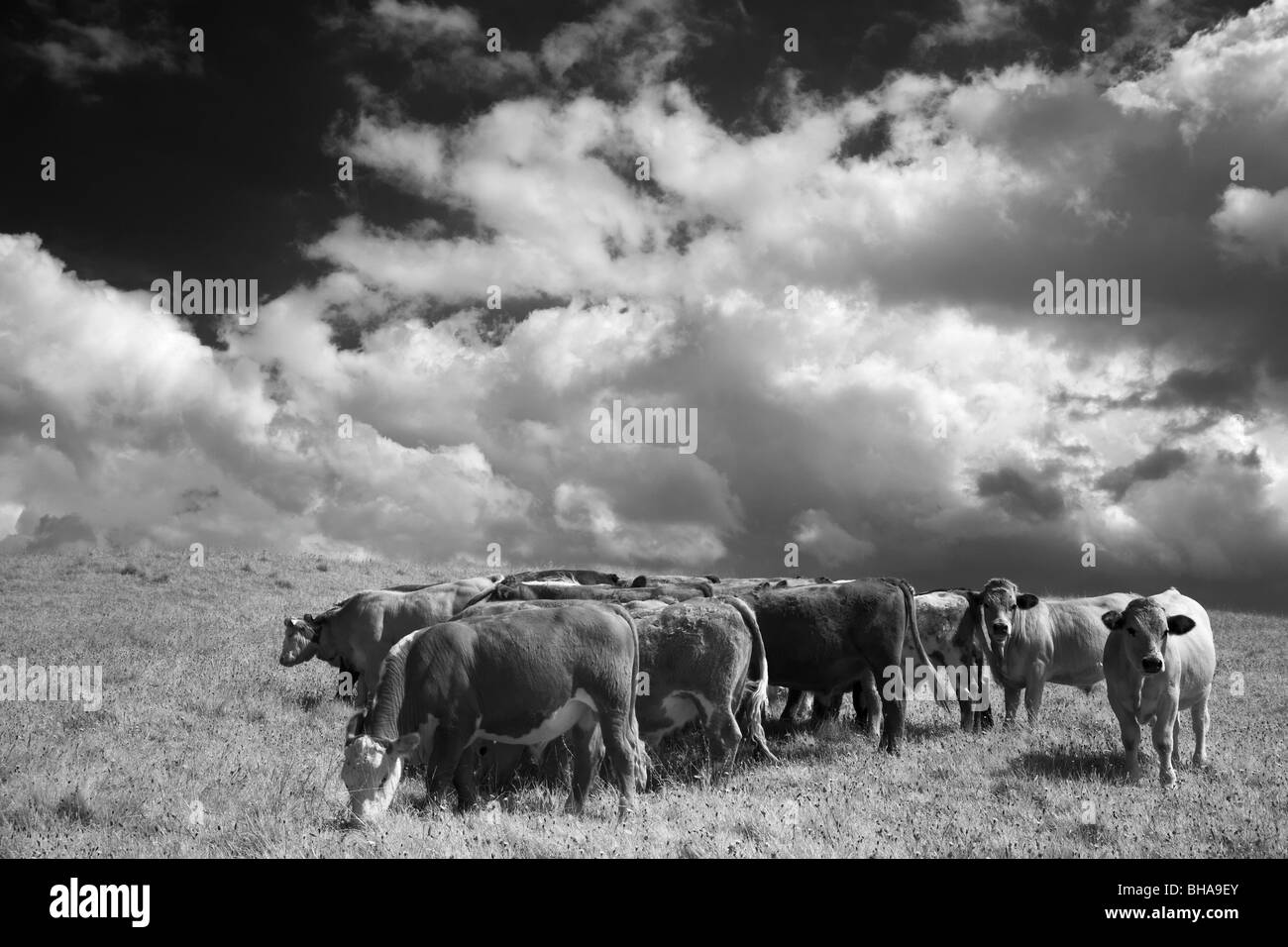 Vacche su Hod Hill, Blackmore Vale, Dorset, England, Regno Unito Foto Stock