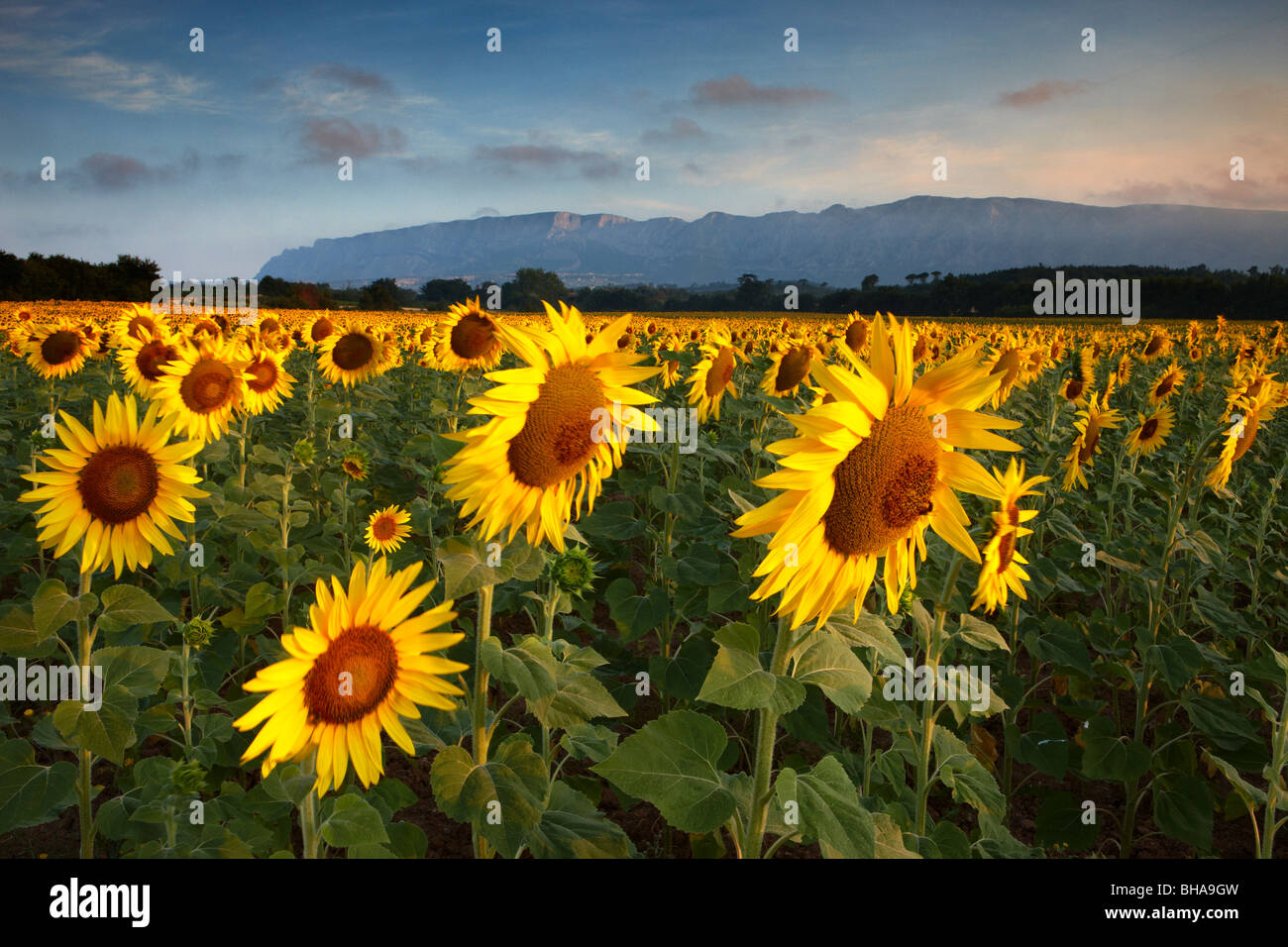 Un campo di girasoli nr Puyloubier & Montagne Ste Victoire all'alba, Bouches-du-Rhone, Provenza, Francia Foto Stock