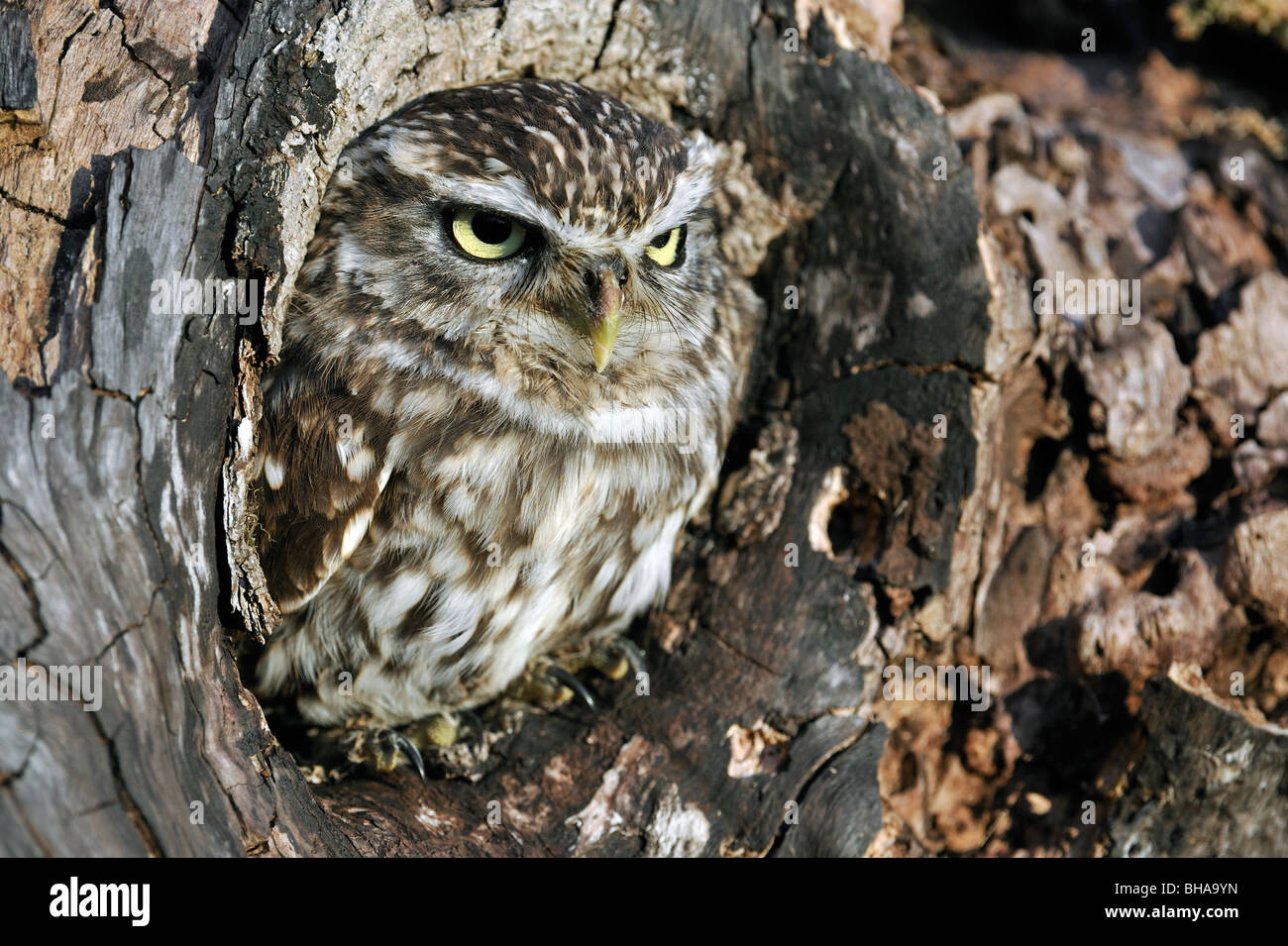 Close up di nidificazione di civetta (Athene noctua) testa di incollaggio a peer dal nido nel foro albero cavo cavità Foto Stock