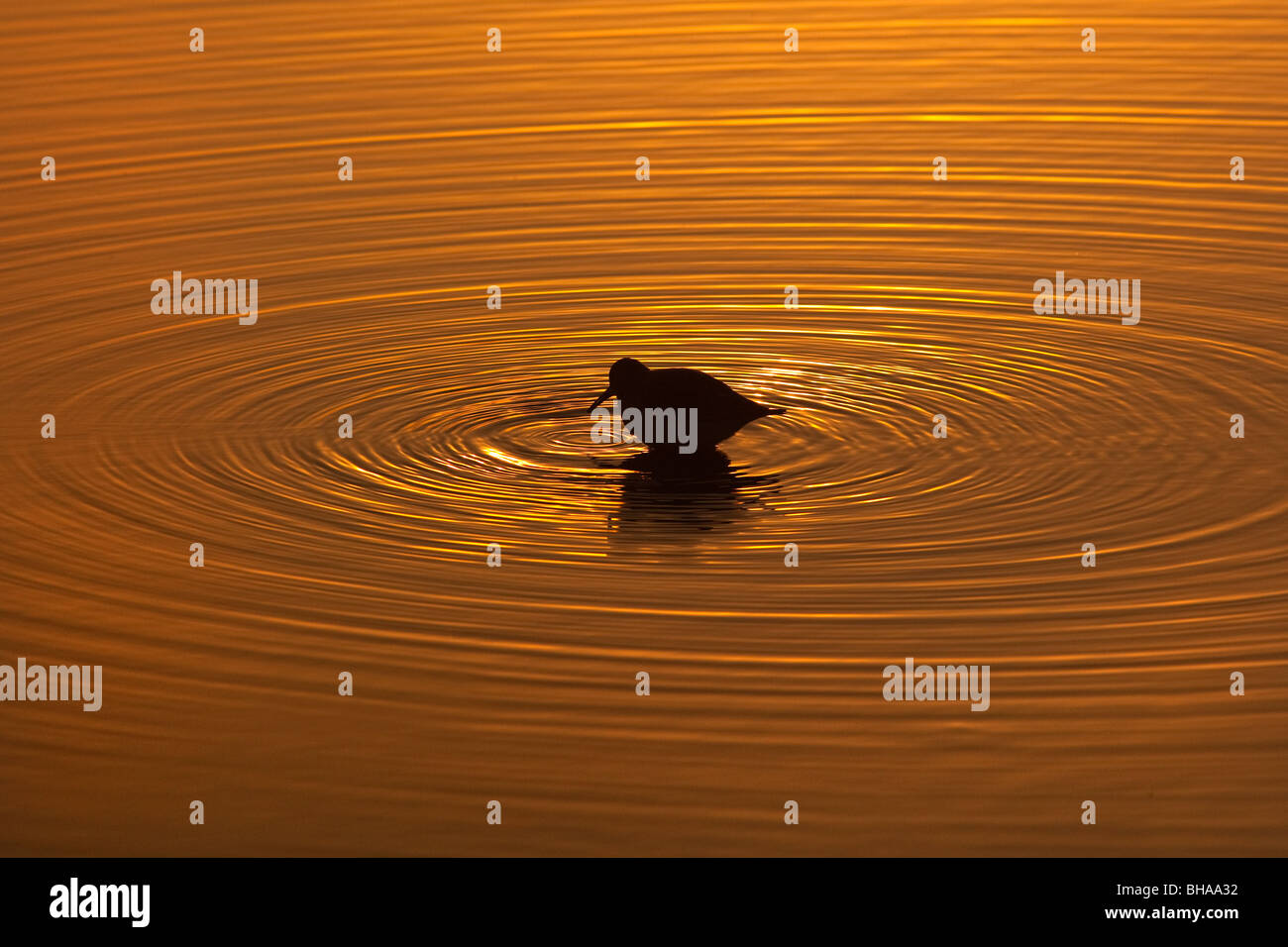 Dunlin Calidris alpina al tramonto Foto Stock