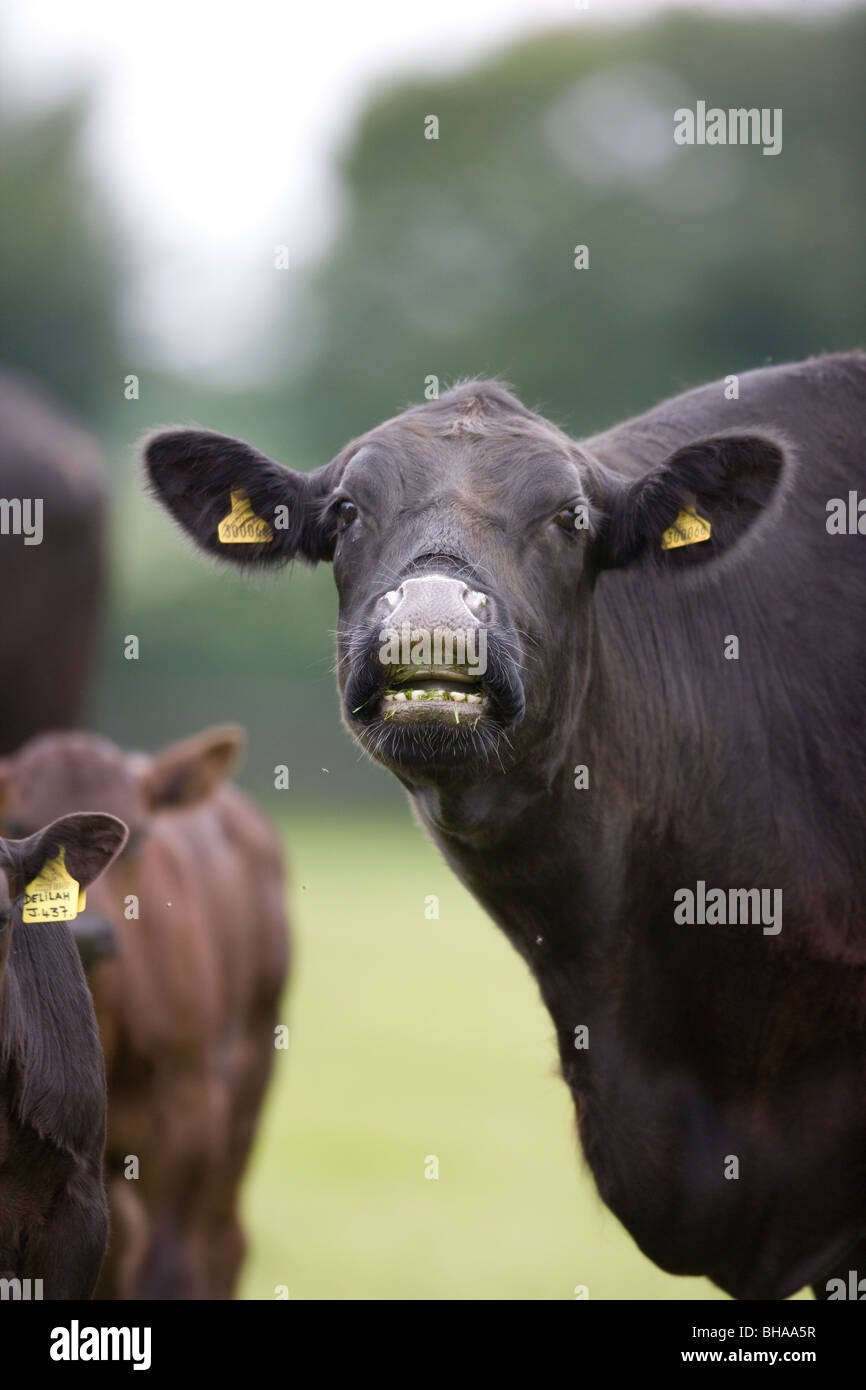 Una mucca che mostra i suoi denti Foto Stock