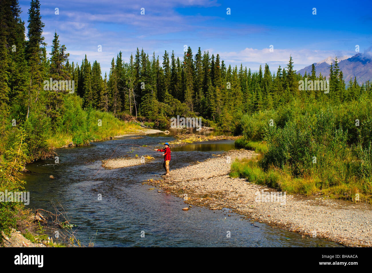 Uomo di Pesca a Mosca Report di Pesca per il temolo, Jack Creek, Wrangell Saint Elias National Park, centromeridionale Alaska, estate Foto Stock
