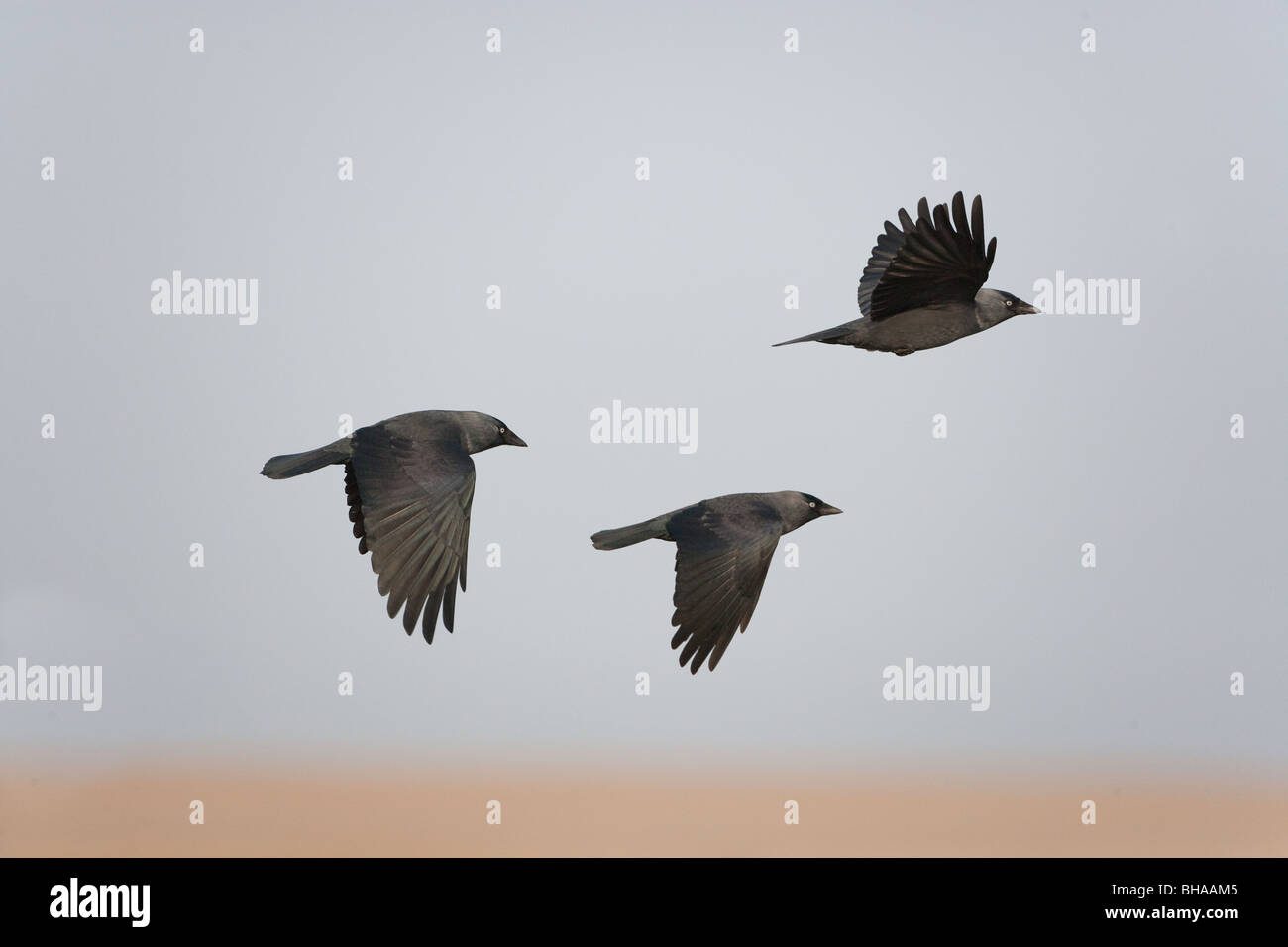 Un gruppo di Jackdaws Corvus monedula in volo Foto Stock