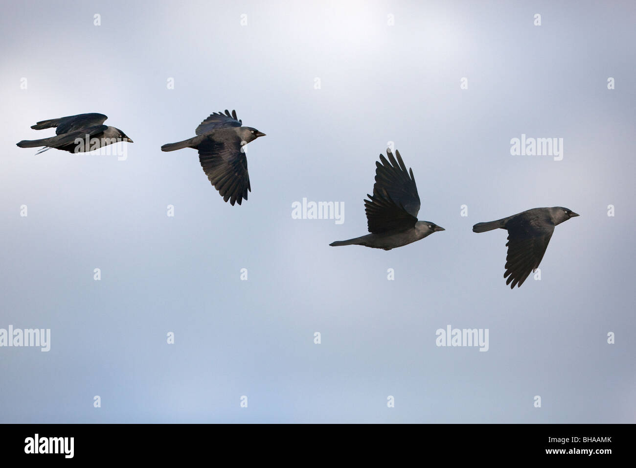 Un gruppo di Jackdaws Corvus monedula in volo Foto Stock