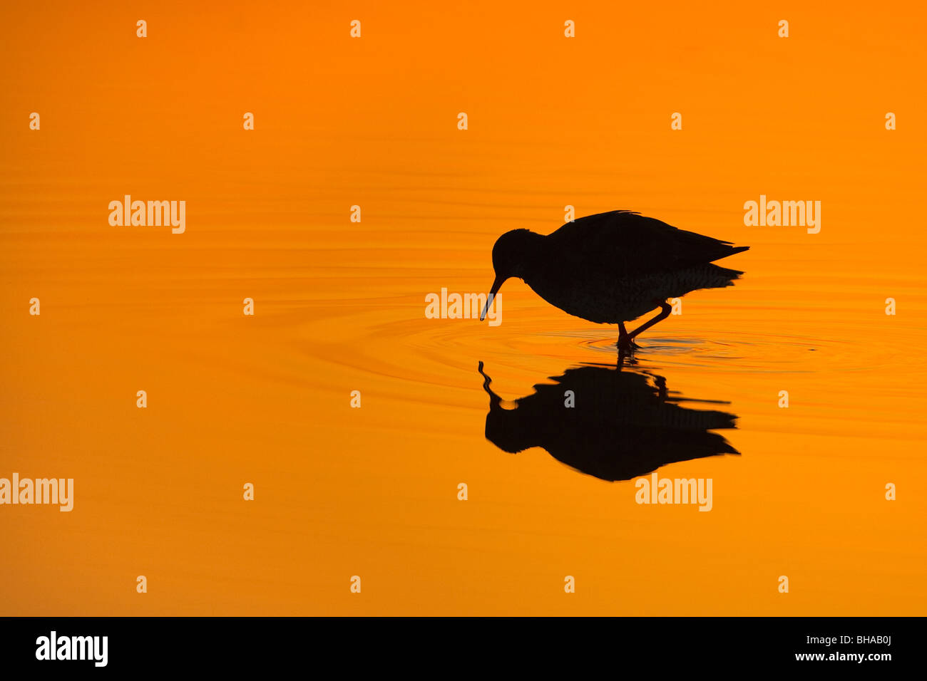 Redshank Tringa totanus stagliano in inverno tramonto alimentazione nel pool di marea Foto Stock