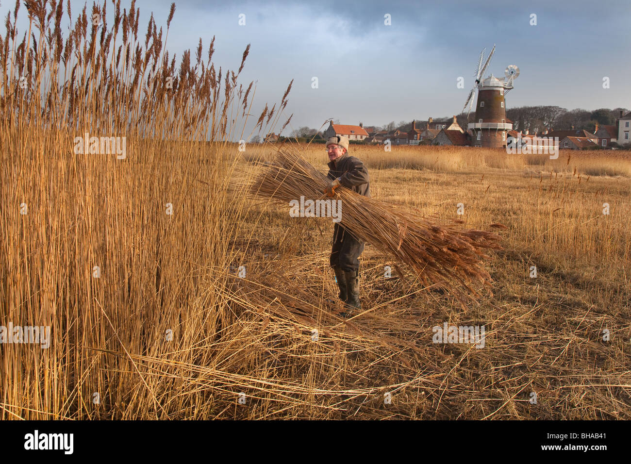 Mulino a vento di Cley e paludi con taglio di canna in corso La costa nord di Norfolk in Inverno Regno Unito Foto Stock