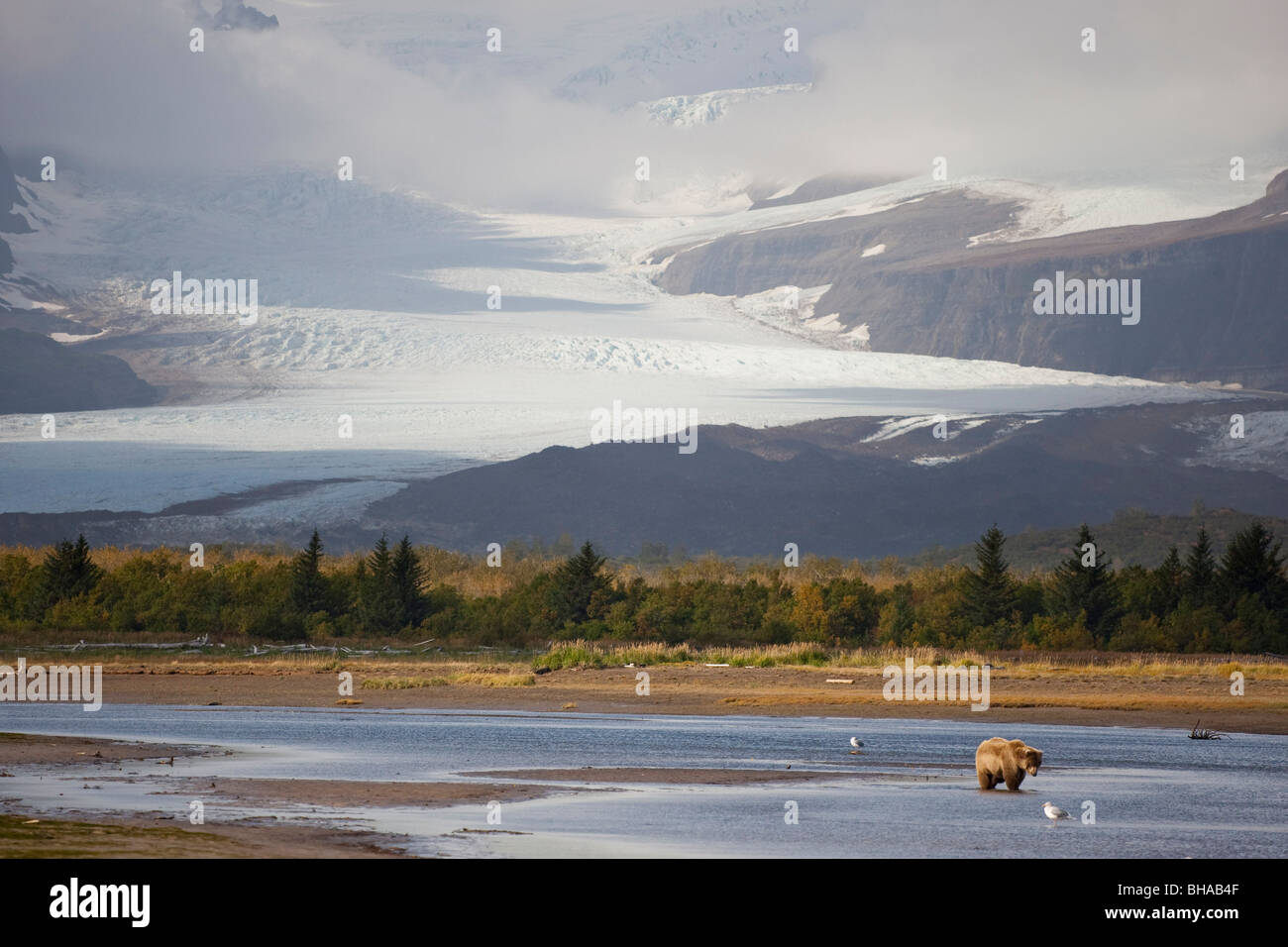 Giovani Grizzly a pesca di Hallo Bay, Katmai National Park, Alasaka Foto Stock