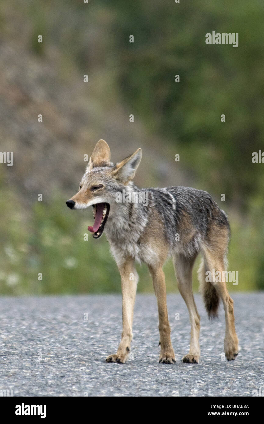 Coyote sbadigli mentre si cammina lungo la Alaska Highway, Yukon Terrotory, Canada, estate Foto Stock
