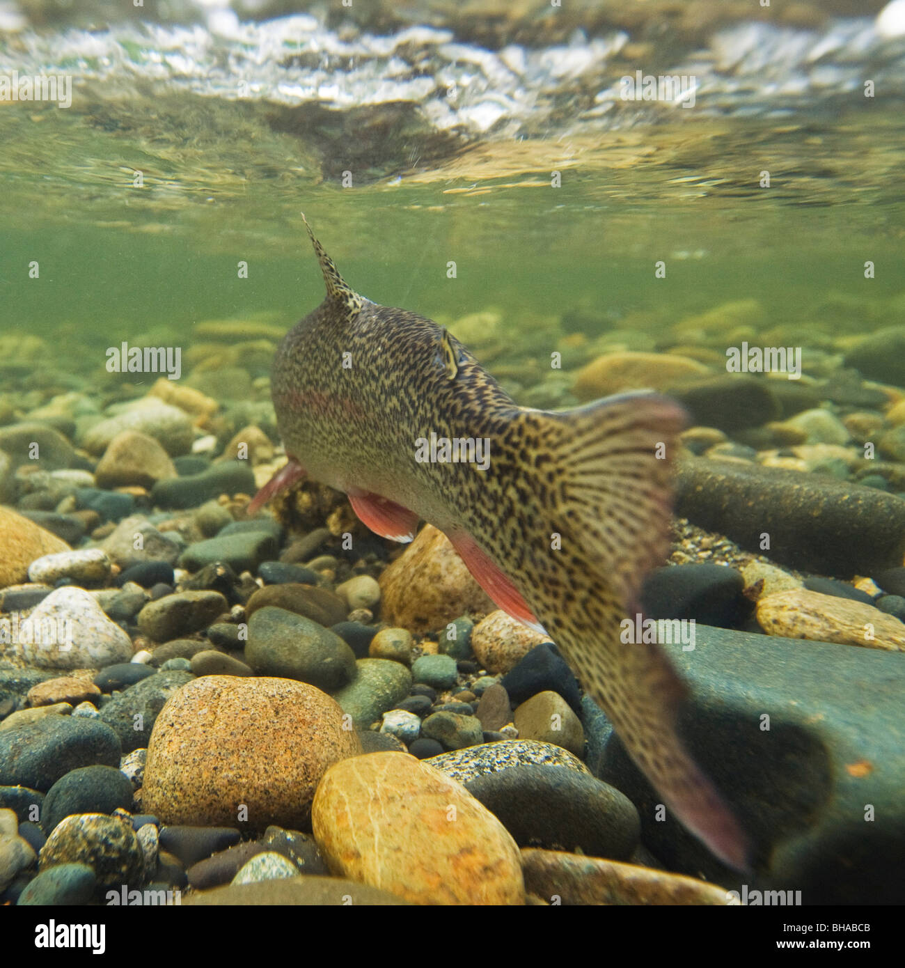 Vista subacquea di una trota arcobaleno nuoto a monte nel Montana Creek, Alaska Foto Stock