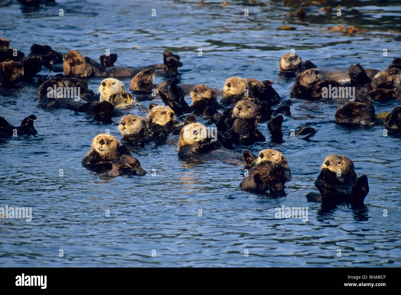 Gruppo di le lontre marine galleggianti in Sitka Suono, vicino a Sitka, Sudest Alaka, estate Foto Stock
