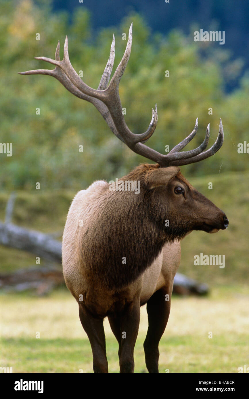 CAPTIVE bull elk all'Alaska Wildlife Conservation Centre, Alaska Foto Stock