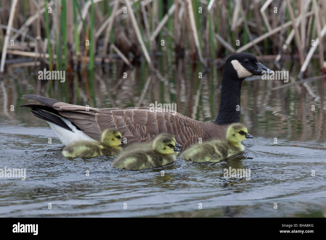 Adulto oca Canadese di nuoto con quattro gosling neonato pulcini in Potter Marsh, Anchorage, Southcenteral Alaska, molla Foto Stock