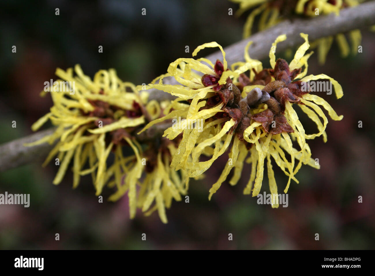 Fiori gialli di amamelide Hamamelis specie prese a Ellesmere, Shropshire, Regno Unito Foto Stock