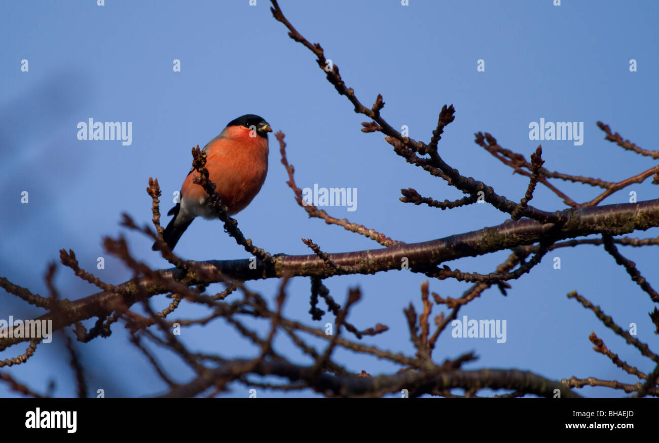 Bullfinch maschio, Pyrrhula pyrrhula, alimentazione di gemme in inverno, Perth, Perthshire Foto Stock