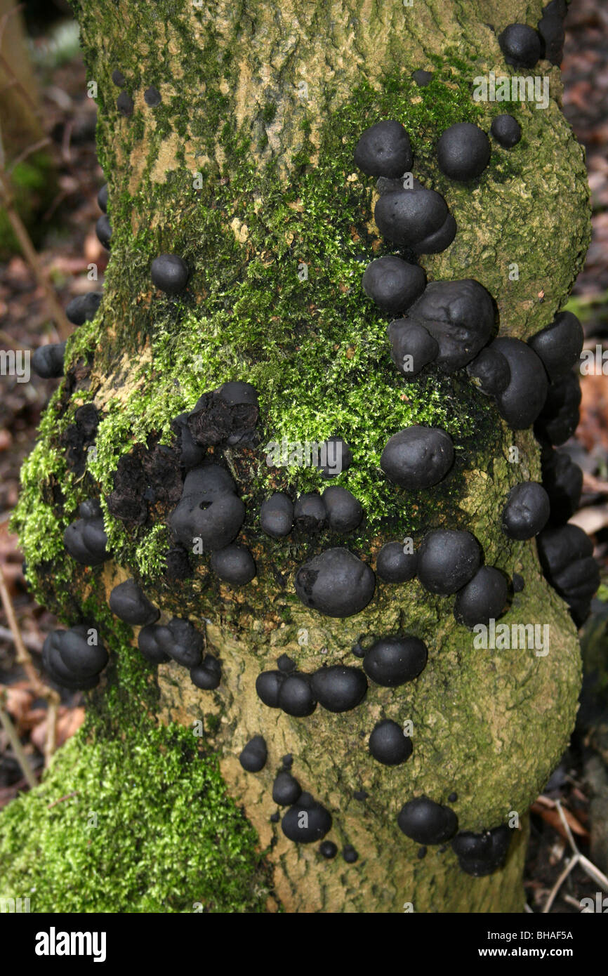 King Alfred Torta di funghi Daldinia concentrica che cresce su un albero di muschio a Ellesmere, Shropshire, Regno Unito Foto Stock