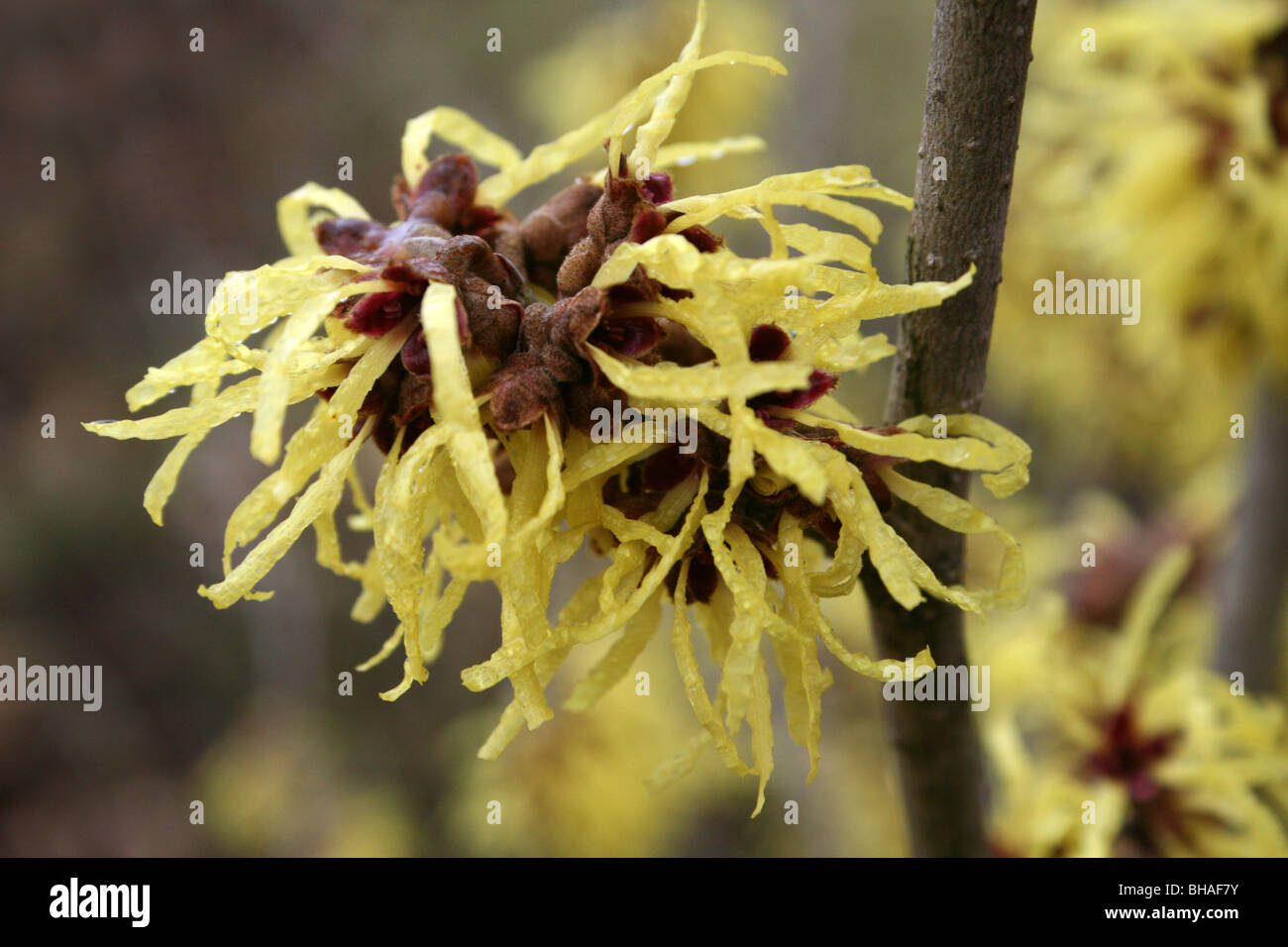 Fiori gialli di amamelide Hamamelis specie prese a Ellesmere, Shropshire, Regno Unito Foto Stock