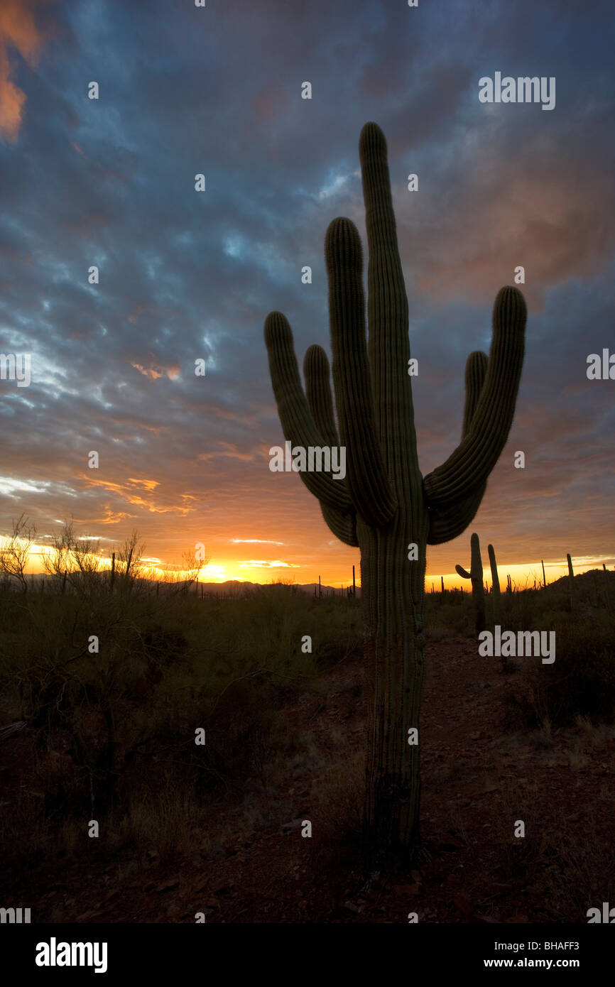 Tramonto nel deserto con un cactus Saguaro stagliano contro il cielo. Questo è in Arizona, appena ad ovest di Tucson. Foto Stock