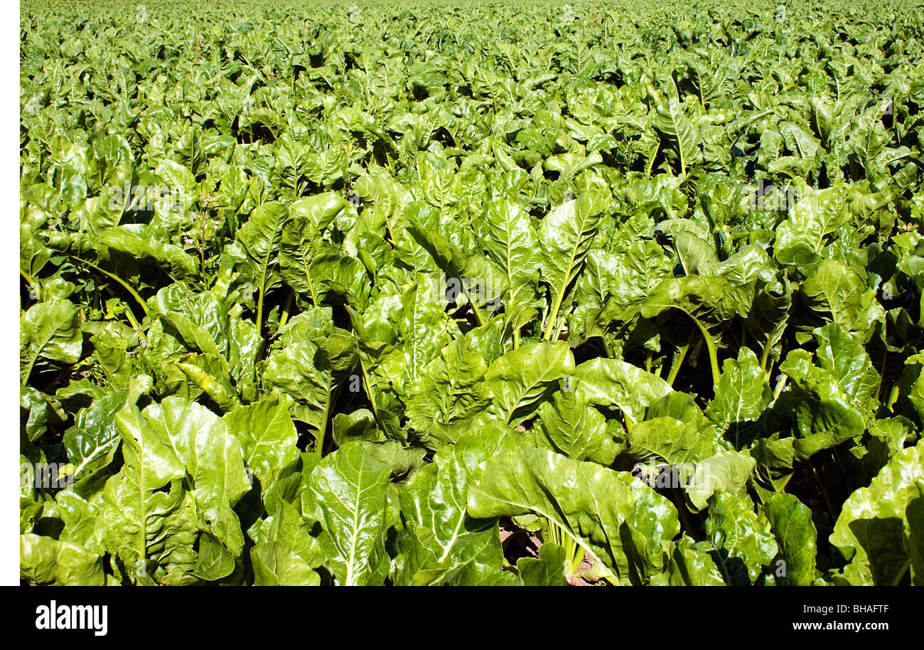 La barbabietola da zucchero lascia crescere nei campi, East Anglia Foto Stock