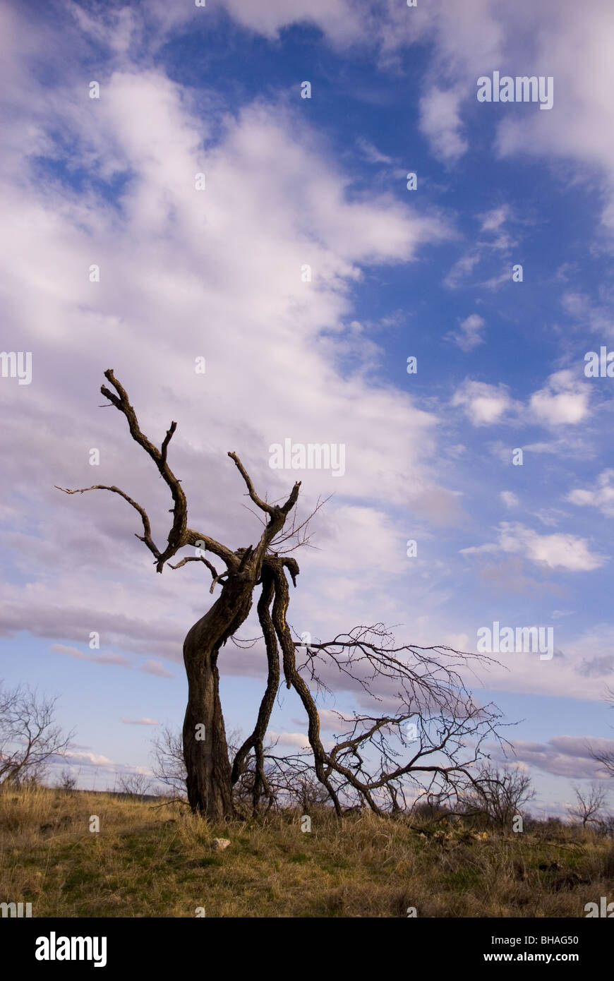 Un fulmine colpì Tree appena in piedi contro un cielo del Texas Foto Stock