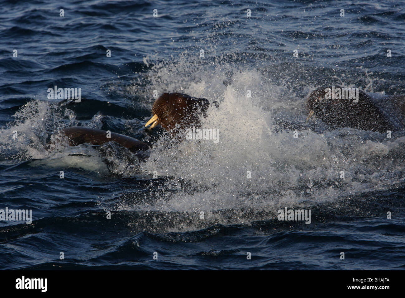 Quattro trichechi Odobenus rosmarus che esplodono dal sotto il blu dell'acqua creando un sacco di surf sulla superficie Foto Stock