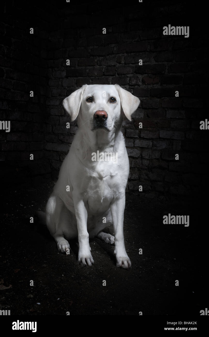 White labrador retriever in un angolo oscuro Foto Stock White labrador retriever in un angolo oscuro Foto Stock