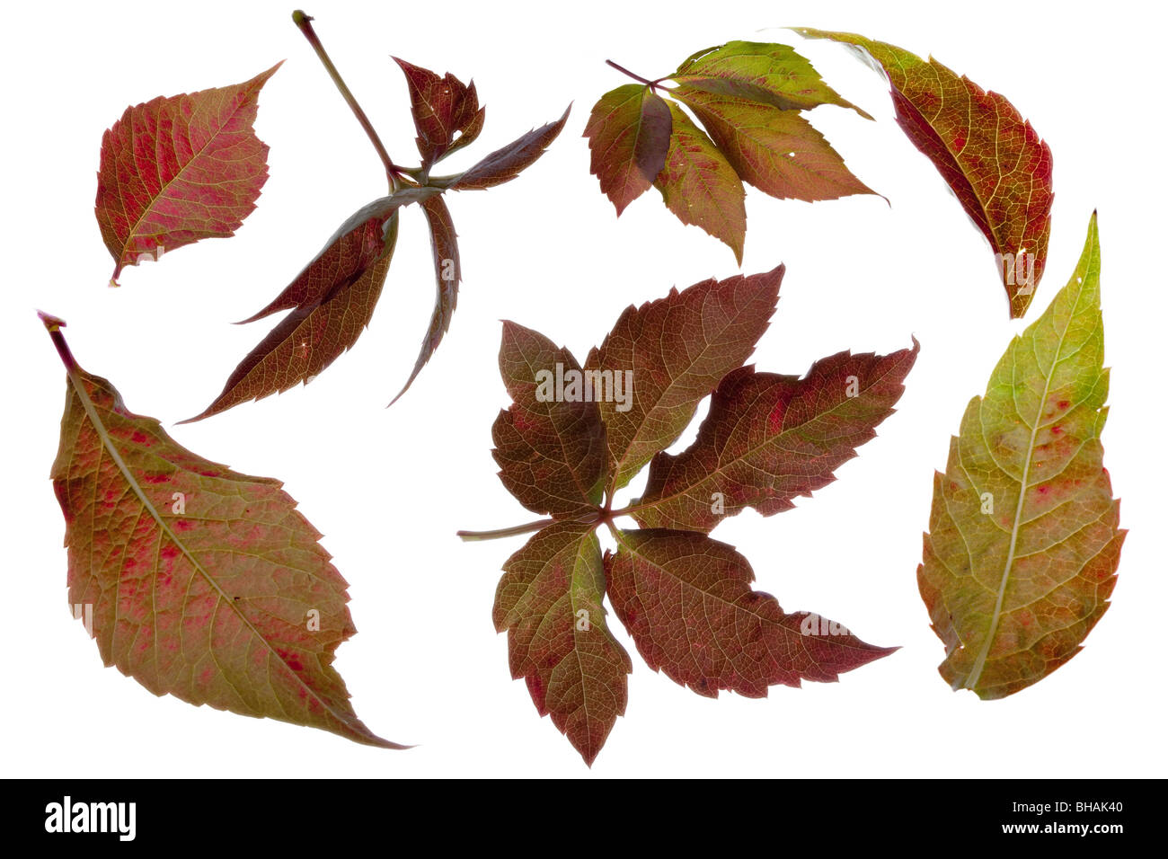 Una selezione di foglie di autunno isolamenti contro uno sfondo bianco per un agevole sollevamento da usare per il vostro design. Foto Stock